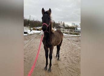 KWPN Mestizo, Semental, 1 año, 165 cm, Castaño oscuro