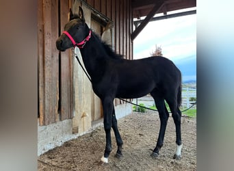 KWPN, Semental, 1 año, 168 cm, Negro