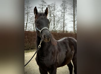 KWPN, Semental, 1 año, 168 cm, Negro