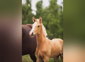 KWPN, Semental, 1 año, 170 cm, Palomino