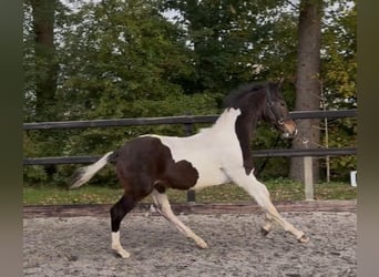 KWPN, Semental, 1 año, 170 cm, Pío