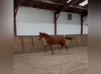 KWPN, Semental, 1 año, Alazán