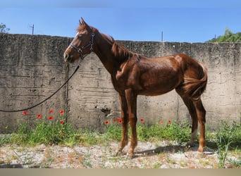 KWPN, Semental, 1 año, Alazán