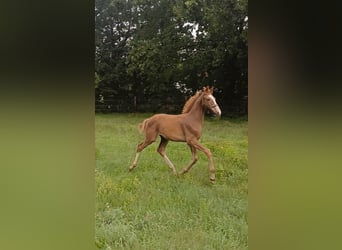 KWPN, Semental, 1 año, Alazán-tostado