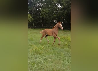 KWPN, Semental, 1 año, Alazán-tostado