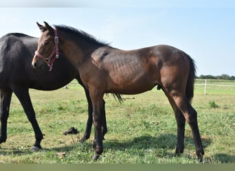 KWPN, Semental, 1 año, Castaño