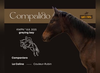 KWPN, Semental, 1 año, Castaño rojizo