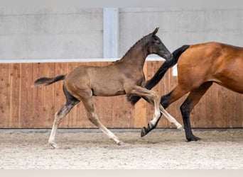 KWPN, Semental, 1 año, Negro