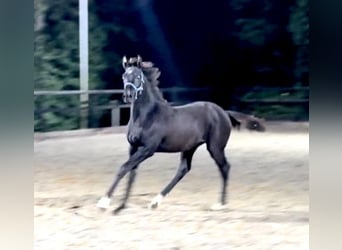 KWPN, Semental, 1 año, Negro