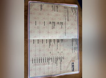 KWPN Mestizo, Semental, 2 años, 153 cm, Castaño