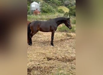 KWPN, Semental, 2 años, 155 cm, Negro