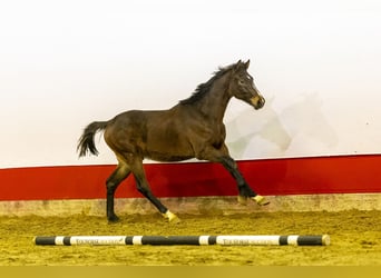 KWPN, Semental, 2 años, 157 cm, Castaño