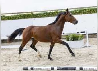 KWPN, Semental, 2 años, 157 cm, Castaño