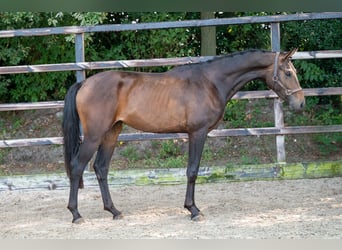 KWPN, Semental, 2 años, 158 cm, Castaño oscuro