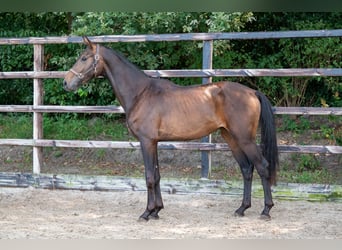 KWPN, Semental, 2 años, 158 cm, Castaño oscuro