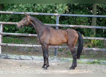 KWPN, Semental, 2 años, 158 cm, Castaño oscuro