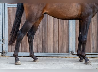 KWPN, Semental, 2 años, 158 cm, Castaño oscuro