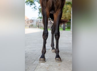 KWPN, Semental, 2 años, 158 cm, Castaño oscuro