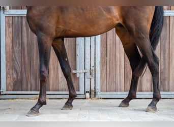 KWPN, Semental, 2 años, 158 cm, Castaño oscuro