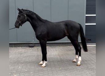 KWPN, Semental, 2 años, 160 cm, Negro