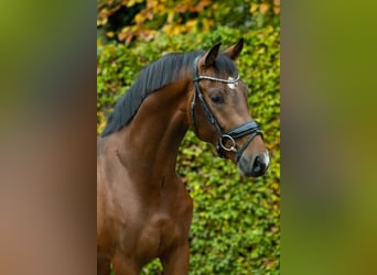 KWPN, Semental, 2 años, 162 cm, Castaño