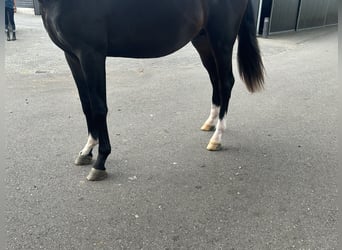 KWPN, Semental, 2 años, 164 cm, Castaño oscuro