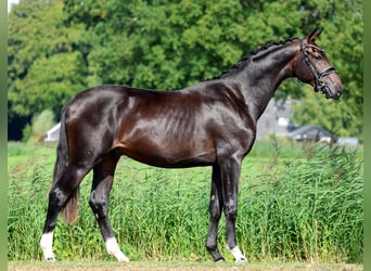 KWPN, Semental, 2 años, 164 cm, Castaño oscuro