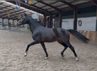 KWPN, Semental, 2 años, 164 cm, Castaño oscuro