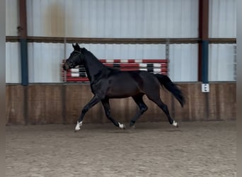 KWPN, Semental, 2 años, 164 cm, Castaño oscuro