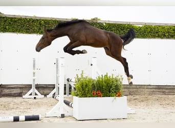 KWPN, Semental, 2 años, 165 cm, Castaño