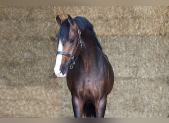 KWPN, Semental, 2 años, 165 cm, Morcillo