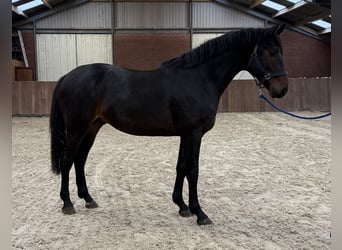 KWPN, Semental, 2 años, 166 cm, Castaño oscuro