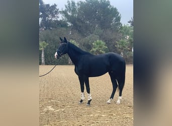 KWPN, Semental, 2 años, 166 cm, Negro