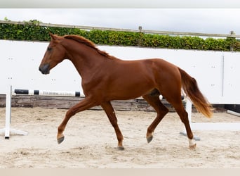 KWPN, Semental, 2 años, 167 cm, Alazán
