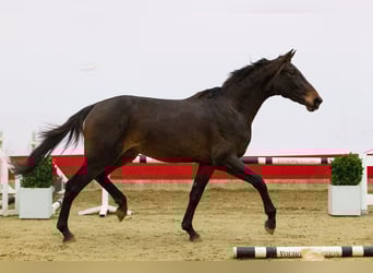 KWPN, Semental, 2 años, 167 cm, Castaño