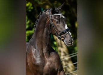 KWPN, Semental, 2 años, 167 cm, Castaño oscuro