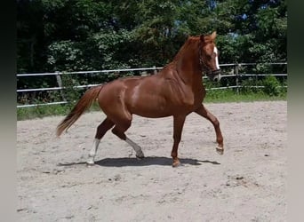 KWPN, Semental, 2 años, 168 cm, Alazán