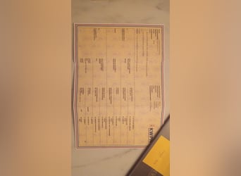 KWPN, Semental, 2 años, 168 cm, Castaño