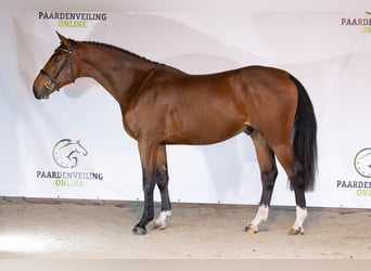 KWPN, Semental, 2 años, 168 cm, Castaño