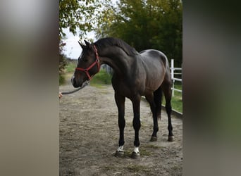 KWPN, Semental, 2 años, 168 cm, Castaño oscuro