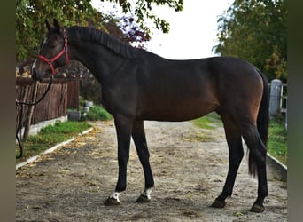 KWPN, Semental, 2 años, 168 cm, Castaño oscuro