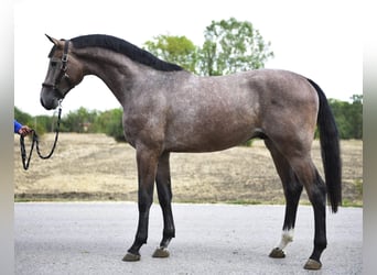 KWPN, Semental, 2 años, 168 cm, Musgo marrón