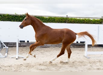KWPN, Semental, 2 años, 169 cm, Alazán