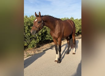 KWPN, Semental, 2 años, 169 cm, Castaño