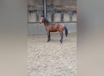 KWPN, Semental, 2 años, 170 cm, Castaño