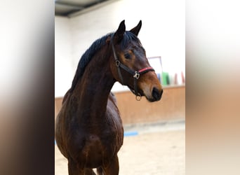 KWPN, Semental, 2 años, 170 cm, Castaño