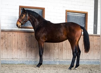 KWPN, Semental, 2 años, 170 cm, Castaño