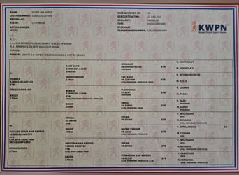 KWPN, Semental, 2 años, 170 cm, Castaño oscuro