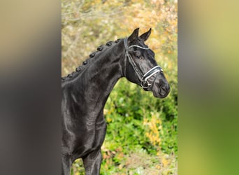 KWPN, Semental, 2 años, 170 cm, Negro