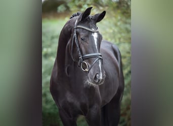 KWPN, Semental, 2 años, 170 cm, Negro